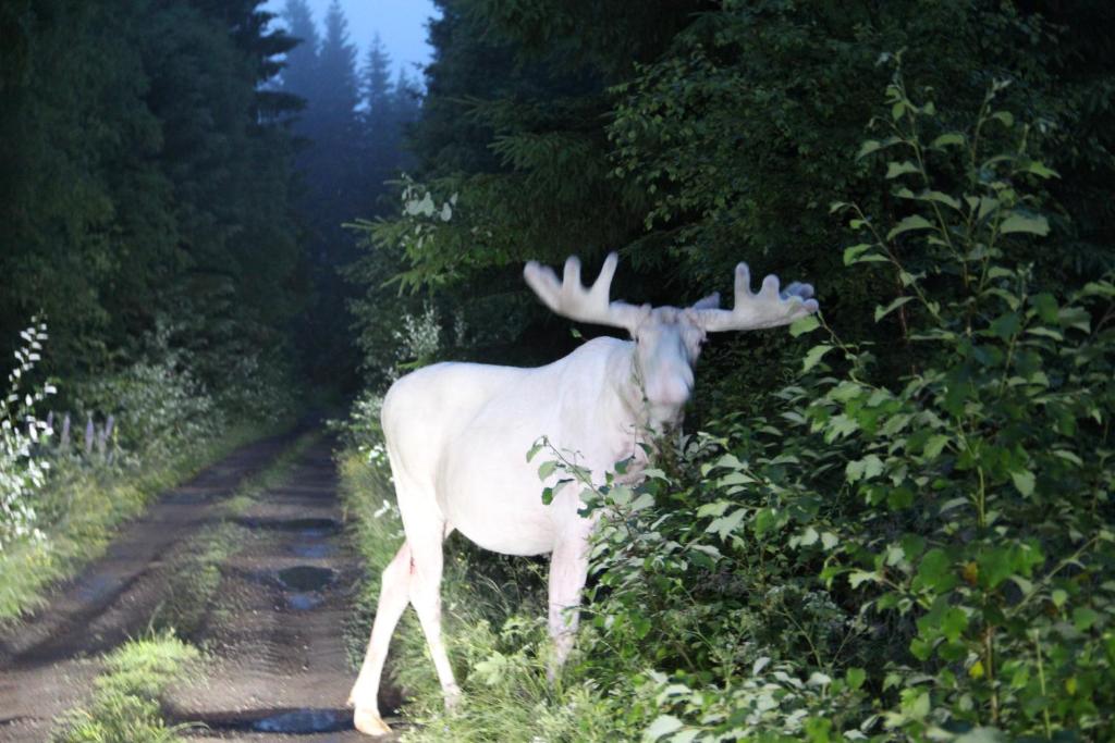 夏洛滕贝格Lövås Gård Koppera的一只白鹿站在土路上