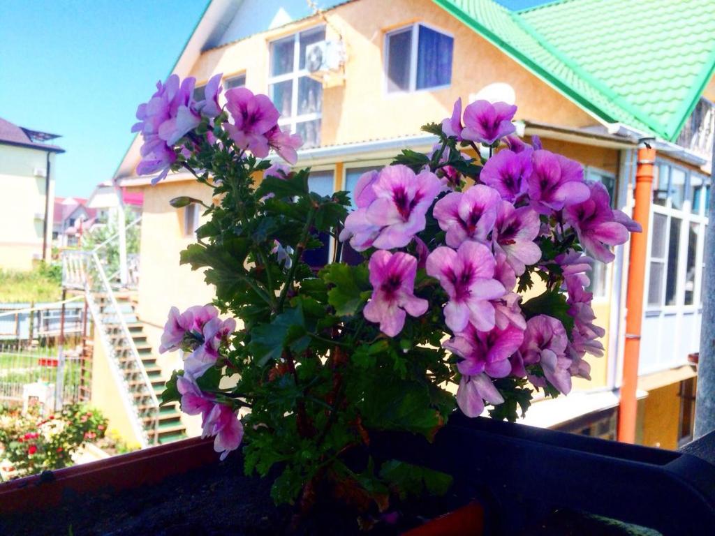阿德勒Guest house on Kamyshovaya 12 a的窗台上一束紫色的花