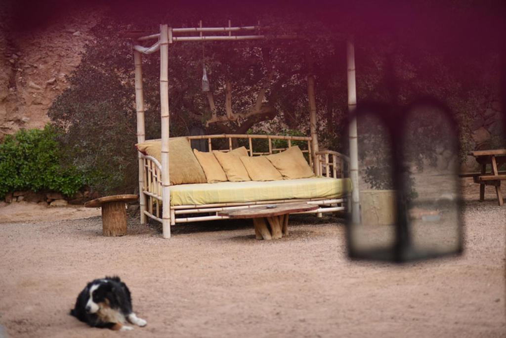 和主人一起入住威廉姆斯山林小屋的宠物
