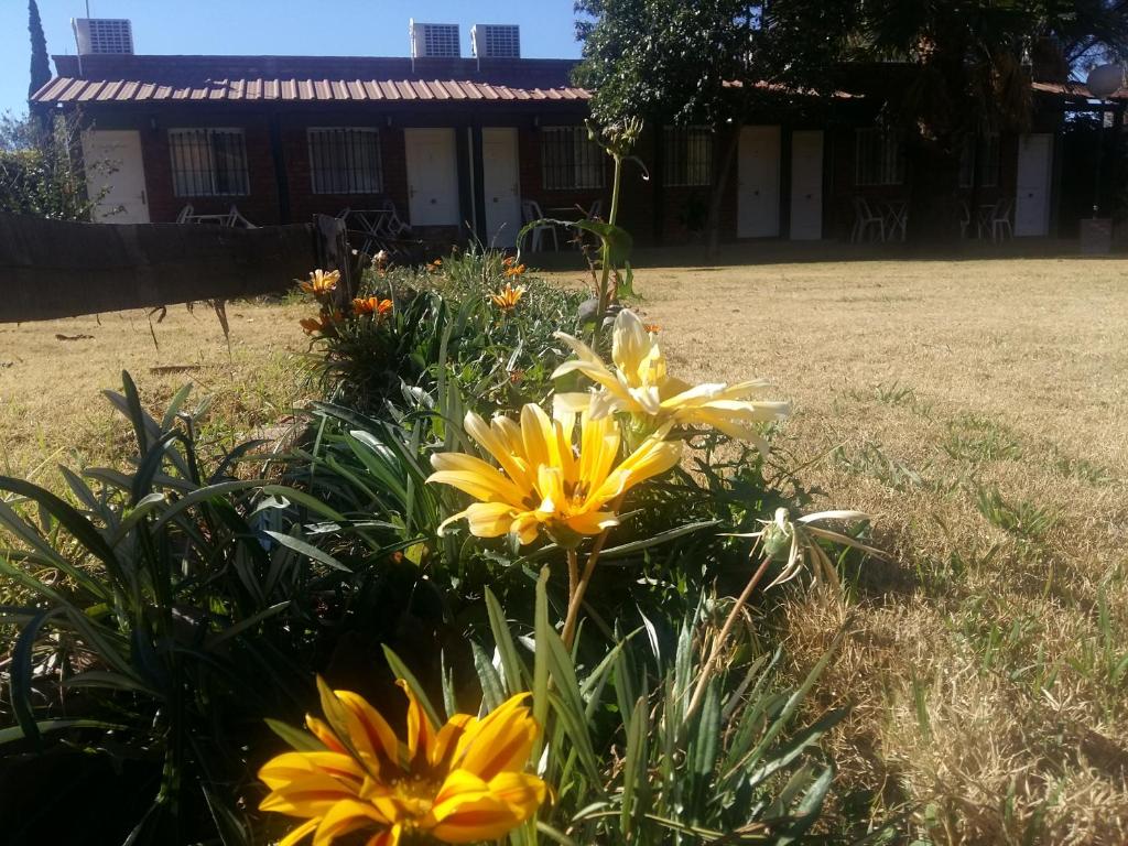 圣奥古斯汀镇posada cerro los nogales的一座花园,在房子前面有黄色的花朵
