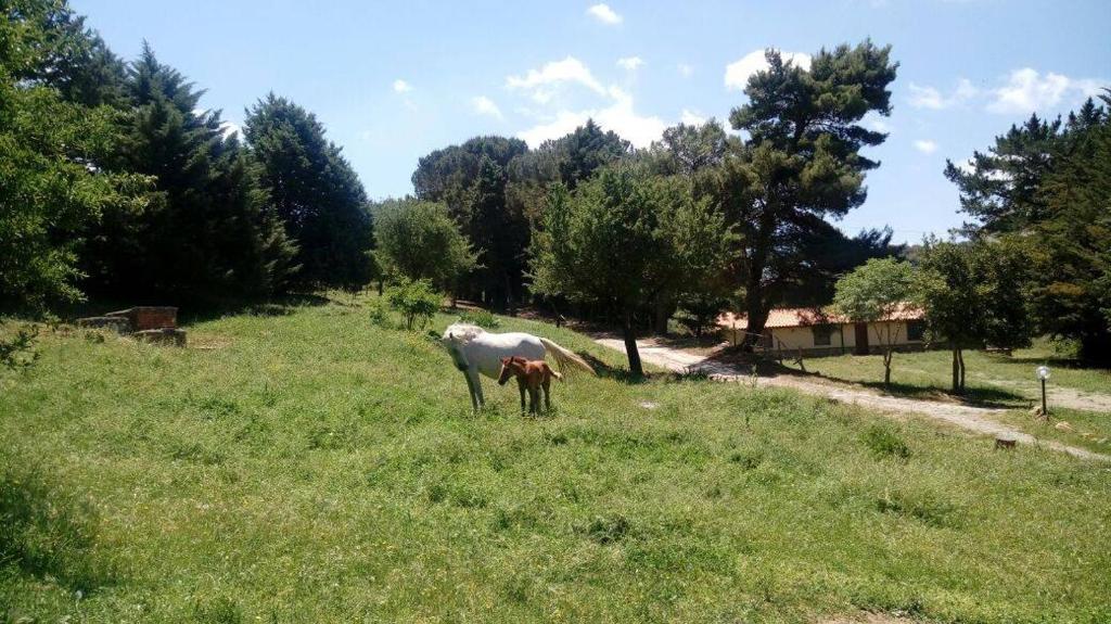 Santuario di GibilmannaAgriturismo Bosco Pianetti的相册照片