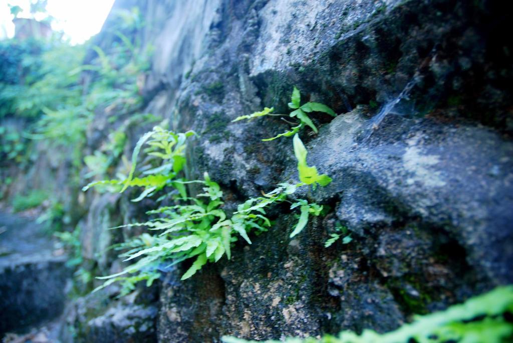 杭州山峦精品民宿的岩石边生长的植物