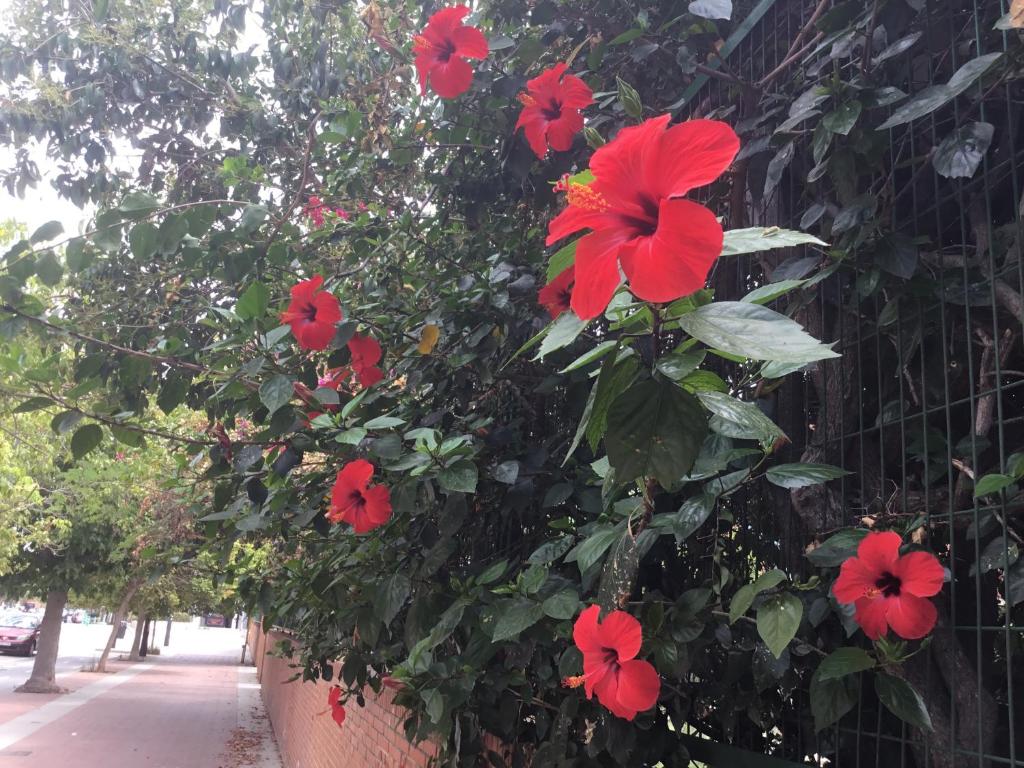瓦伦西亚Apartamentо Menorcа Апартаменты Менорка的 ⁇ 上种有红色花的植物