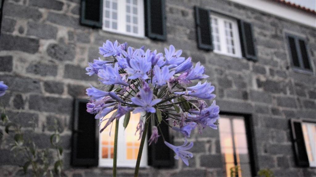 Castelo BrancoBELO CAMPO - Ilha do Faial (Horta)的一座建筑前的一大束紫色花