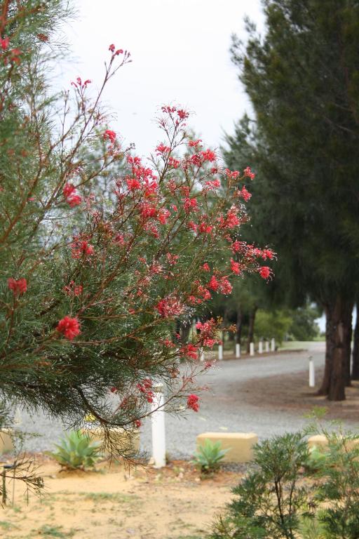 朱里恩湾高地住宿加早餐旅馆的公园里一棵树上满是红色花朵