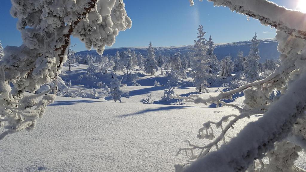 萨伦Sälens Bed & Breakfast Apartments的覆盖着树木和雪覆盖的树枝的雪覆盖的森林