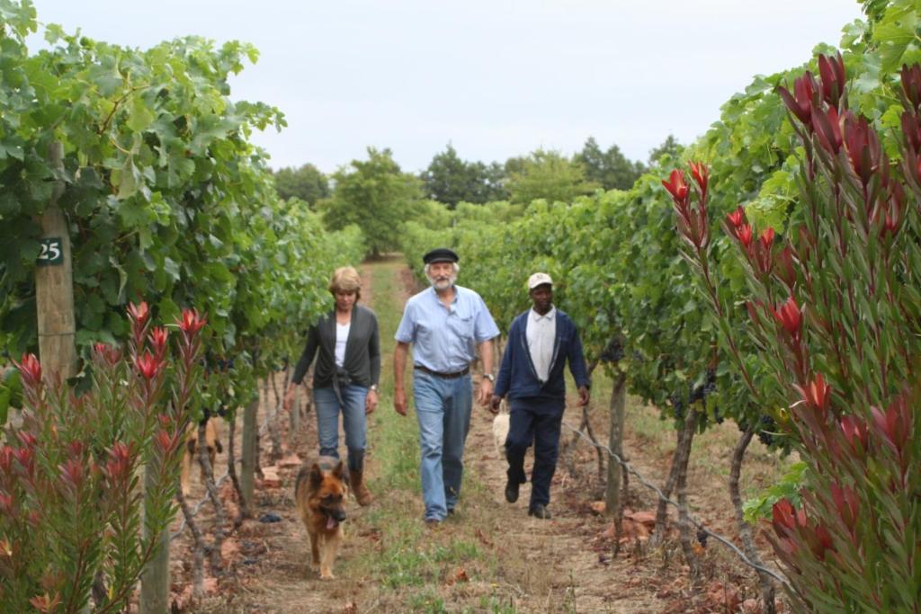 格拉鲍Belfield Wines and Farm Cottages的一群人带着狗在葡萄园里走来走去