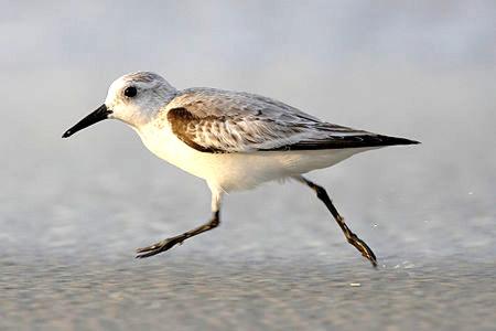 岑平Strandläufer Zempin的海滩上的鸟儿漫步