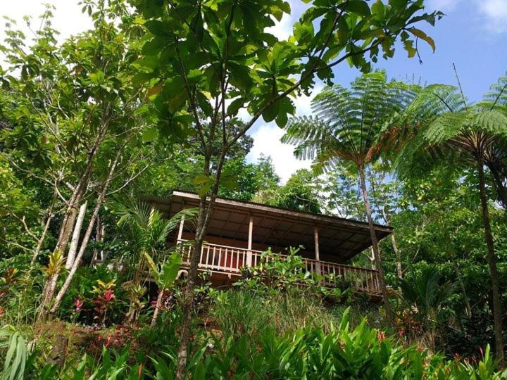 Marigot罗茨丛林仙境酒店的树林中的一个小屋