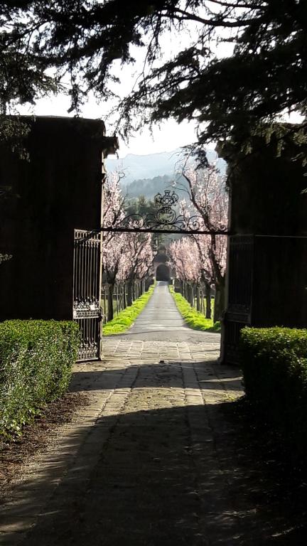 蓬特雷莫利艾乔司住宿加早餐旅馆的一条绿树成荫的小路,在远处种有粉红色樱桃树