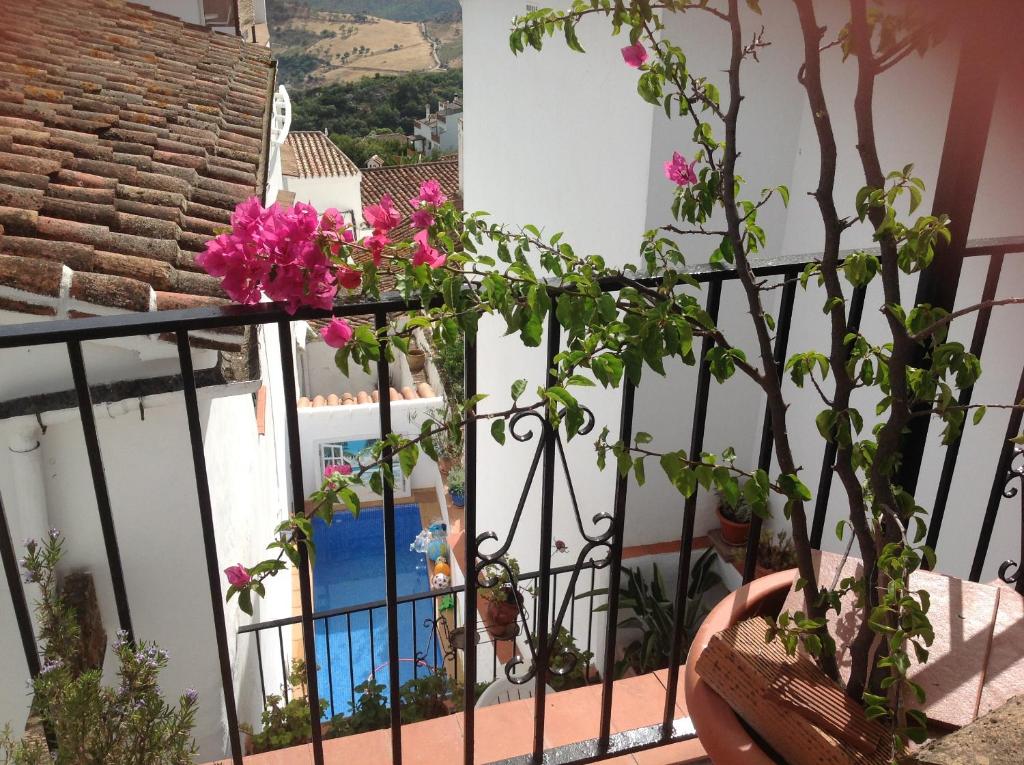 高辛Casa Chantal的阳台的围栏上放着粉红色的花朵
