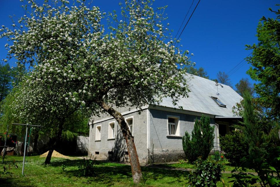 拉德库夫Noclegi nad Pośną的屋前有白色花的树