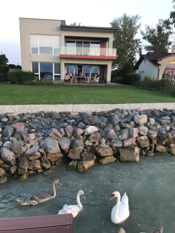 巴拉顿博格拉尔Villa Balaton Beach Boglár的水里两天鹅在房子前面