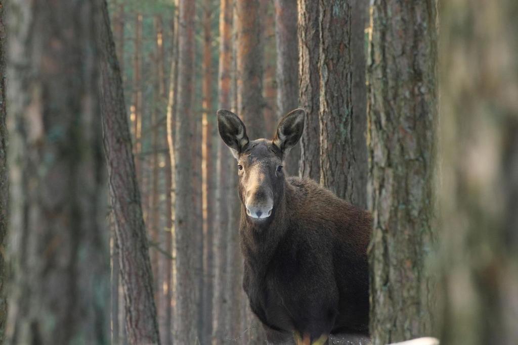 OsowiecKwatera na Bagnach的站在森林两棵树之间的棕色驼鹿