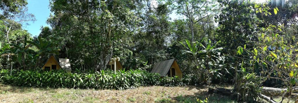 乌巴雅拉Chalés Sítio do Alemão的树林里一群树木繁茂的房屋