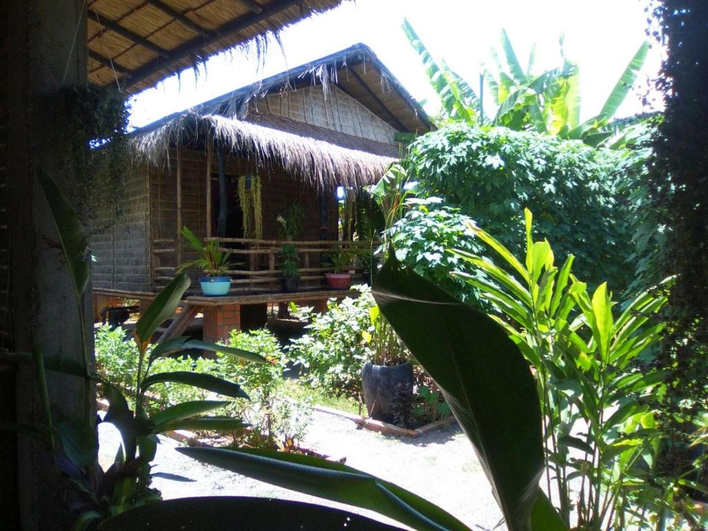 马德望Battambang Dream Bungalows的花园,有一丛植物