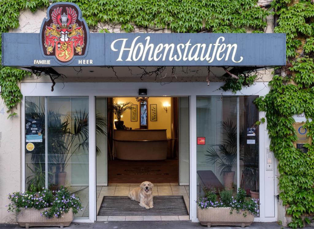 格平根霍恩斯陶芬酒店的坐在商店门口的狗