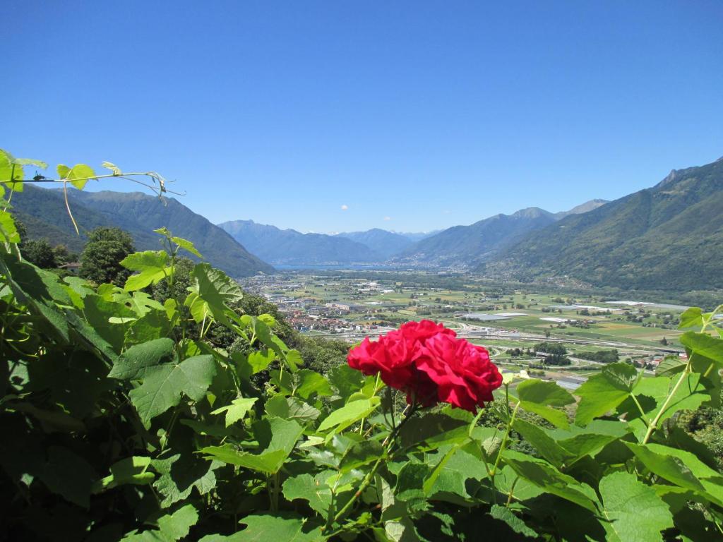 卡莫日诺拉托蕾度假屋的山丘上红玫瑰,景色优美