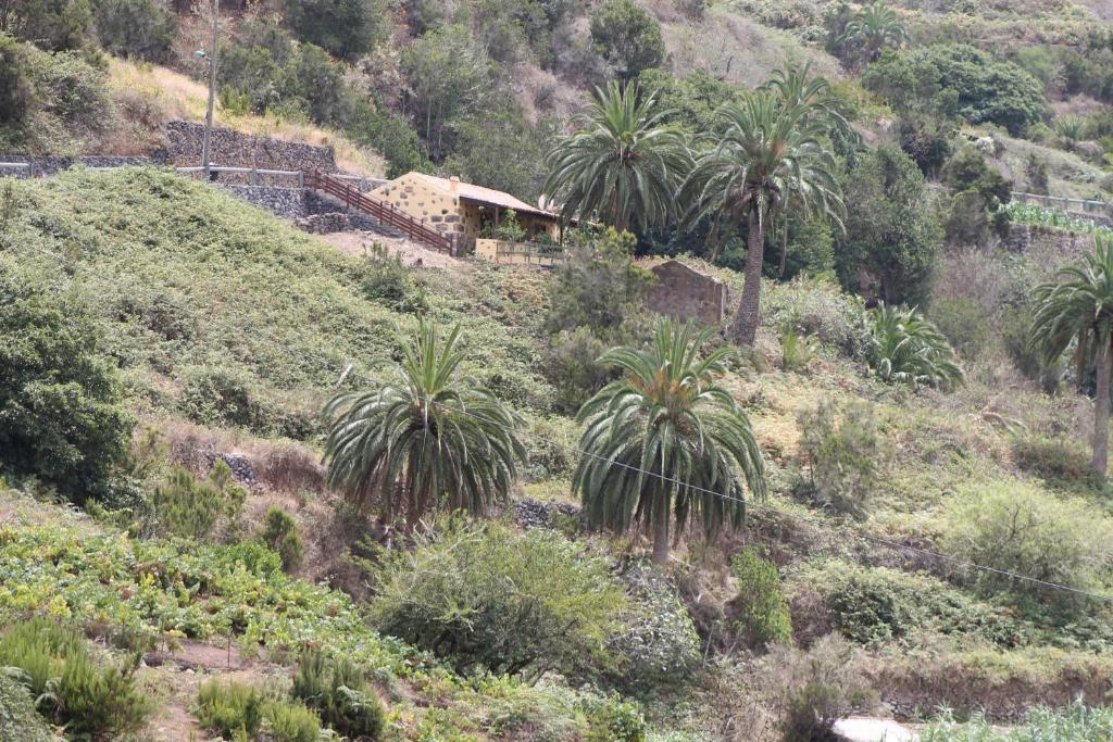 阿古洛林孔安东尼度假屋的山丘上的一棵棕榈树