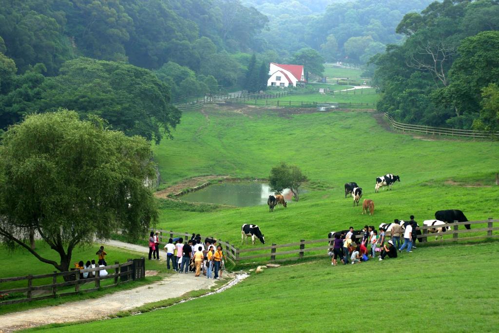 Tongxiao飞牛牧场 的一群人带着牛在田里散步