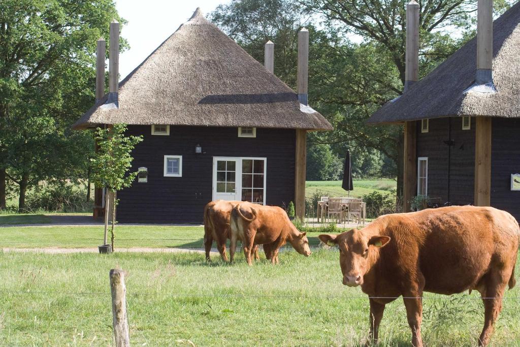 WierdenErve Woolderink的两头奶牛在房子前面的田野里放牧