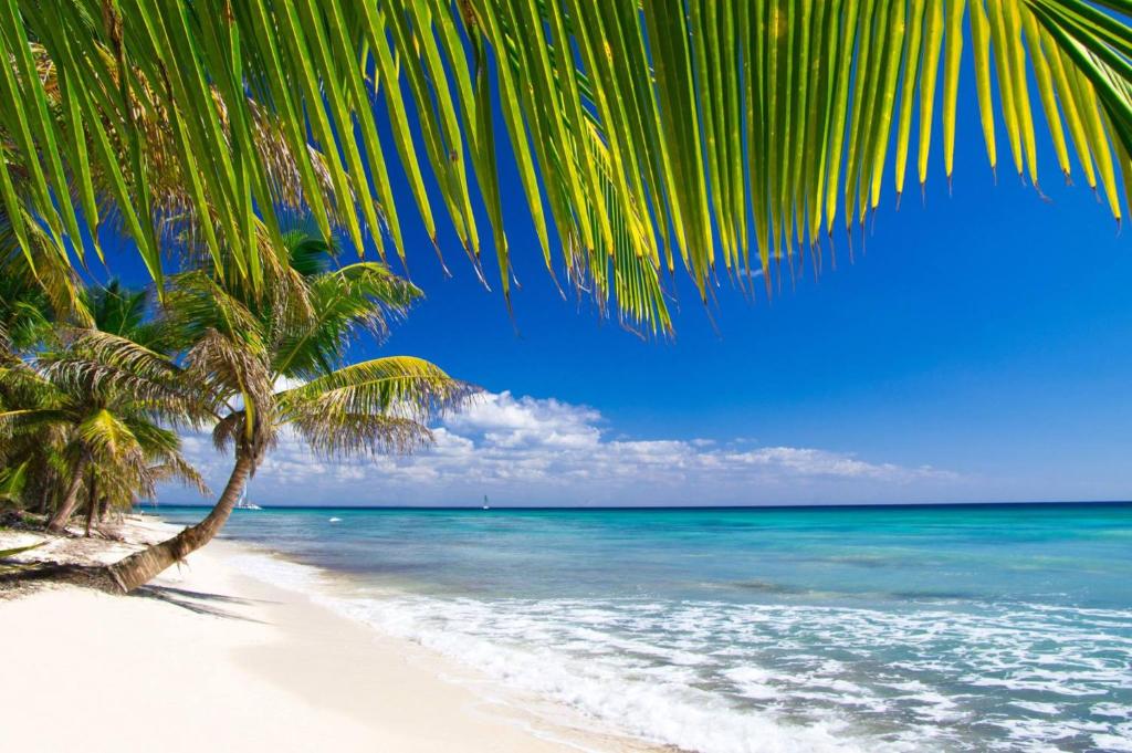 莱特鲁瓦西莱Appart Bleu Caraibe Bord de Mer Breakfast PROMO sur wwwvacancesenmartiniquecom的海滩上的棕榈树与大海