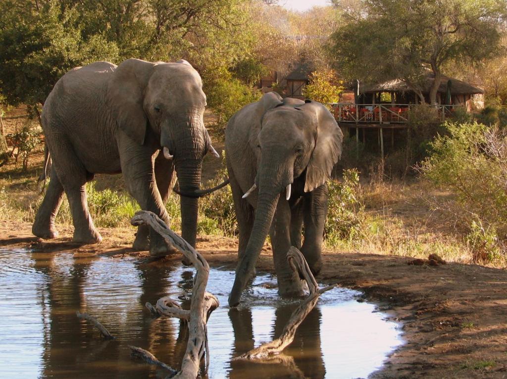 提姆巴瓦提禁猎区乌姆拉尼布什坎酒店的两头大象站在水体旁边