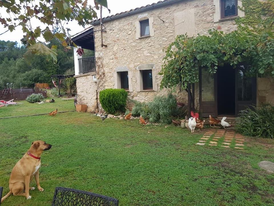 圣科洛马·德法尔Can Canaleta Hotel Rural的坐在房子前面的院子里的狗