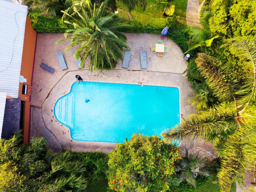 卢萨卡棕榈木山林小屋的享有棕榈树游泳池的顶部景致