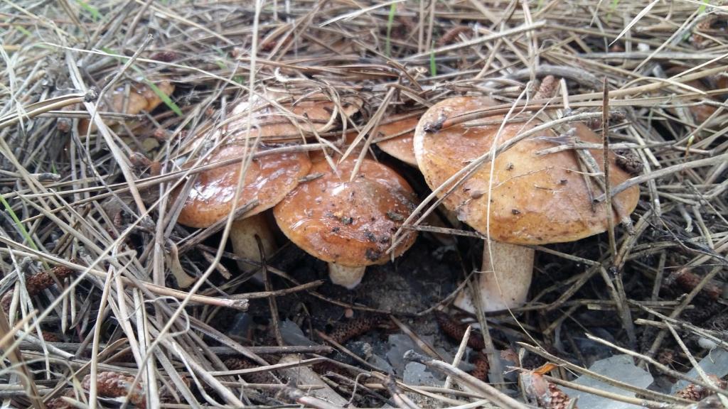 扎托卡Villa Sosnovy Bor的一群蘑菇坐在地上
