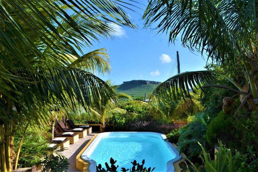威利布罗德岩科克小屋酒店的棕榈树花园内的游泳池