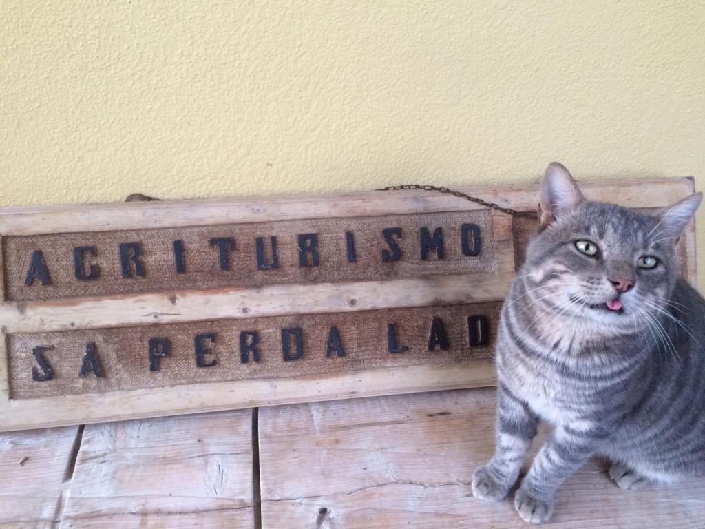 弗卢米尼马焦雷Sa Perda Lada的一只猫坐在地表旁的标志