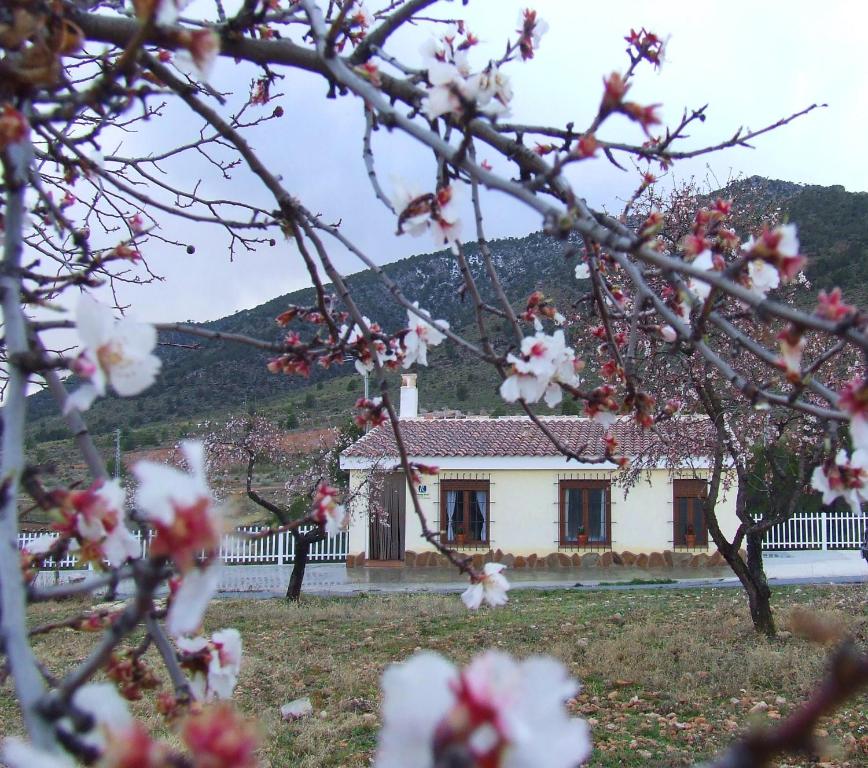 韦斯卡尔Vivienda Rural Embalse San Clemente的前面有一棵开花的树的白色房子