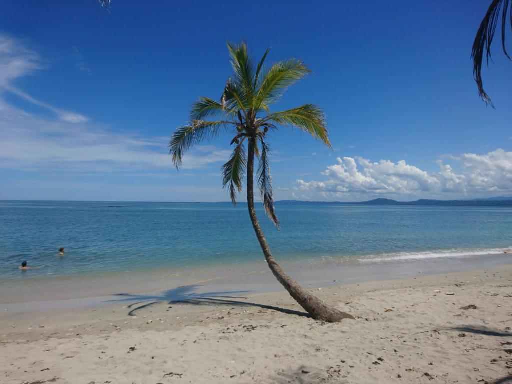 卡维塔Casa Verde, Cahuita的海滩上的棕榈树与大海