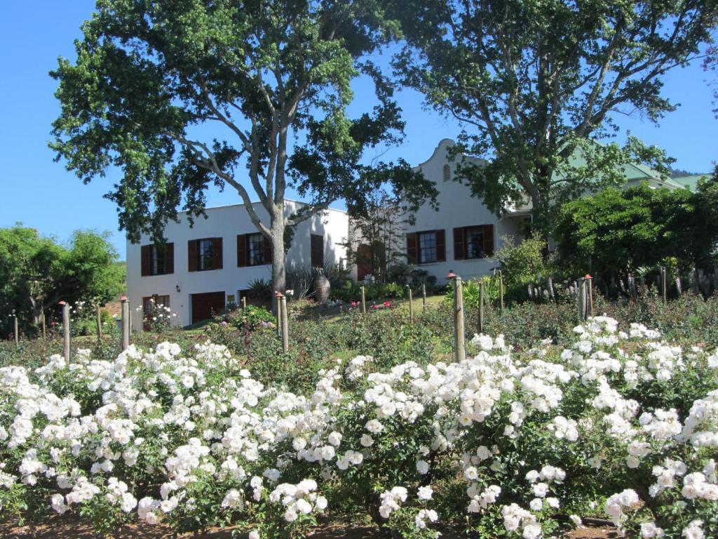 斯泰伦博斯Aan-Den-Weg的白色房子前的白色花卉花园