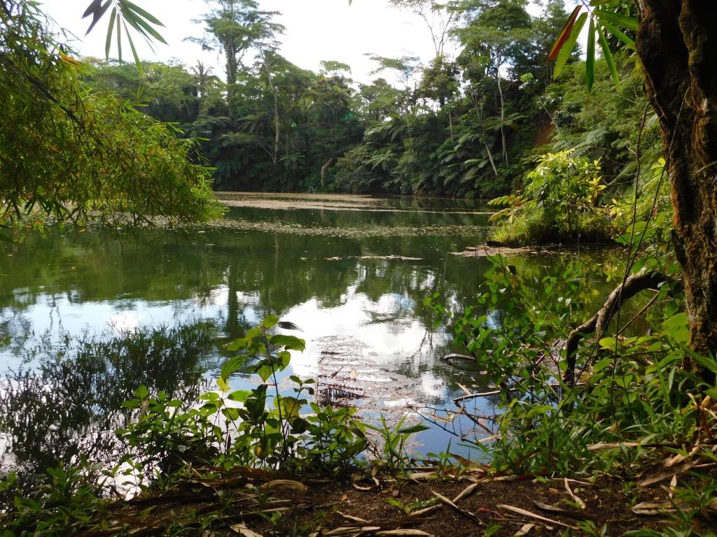 苏瓦Rainforest Eco Lodge的森林中一条河流