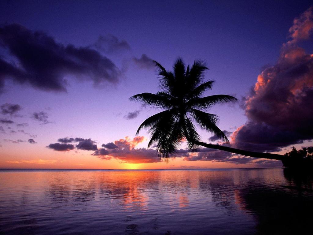 法勒Fare Kahaia的海滩上的棕榈树和日落