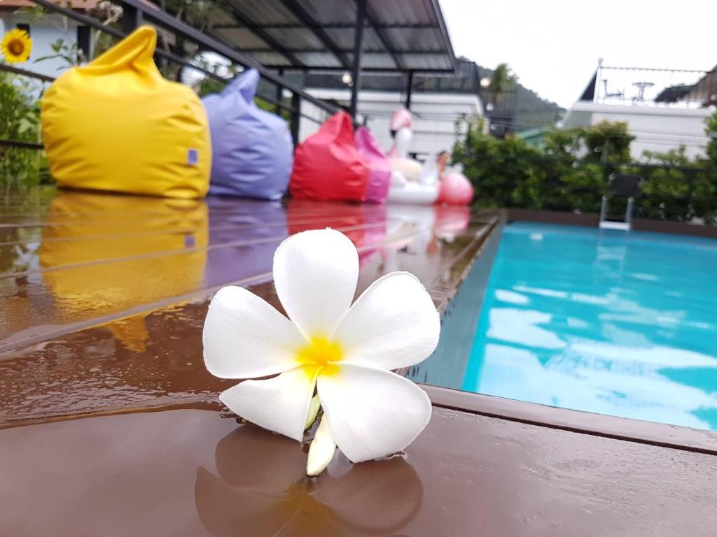 拉迈普汉纳度假村的坐在游泳池旁桌子上的白花