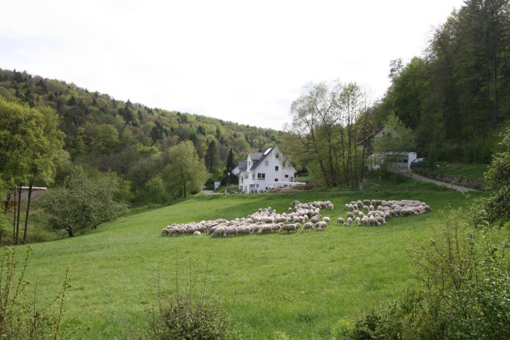 EgloffsteinB&B Arlesbrunnen的一群羊在房子前面的田野里放牧