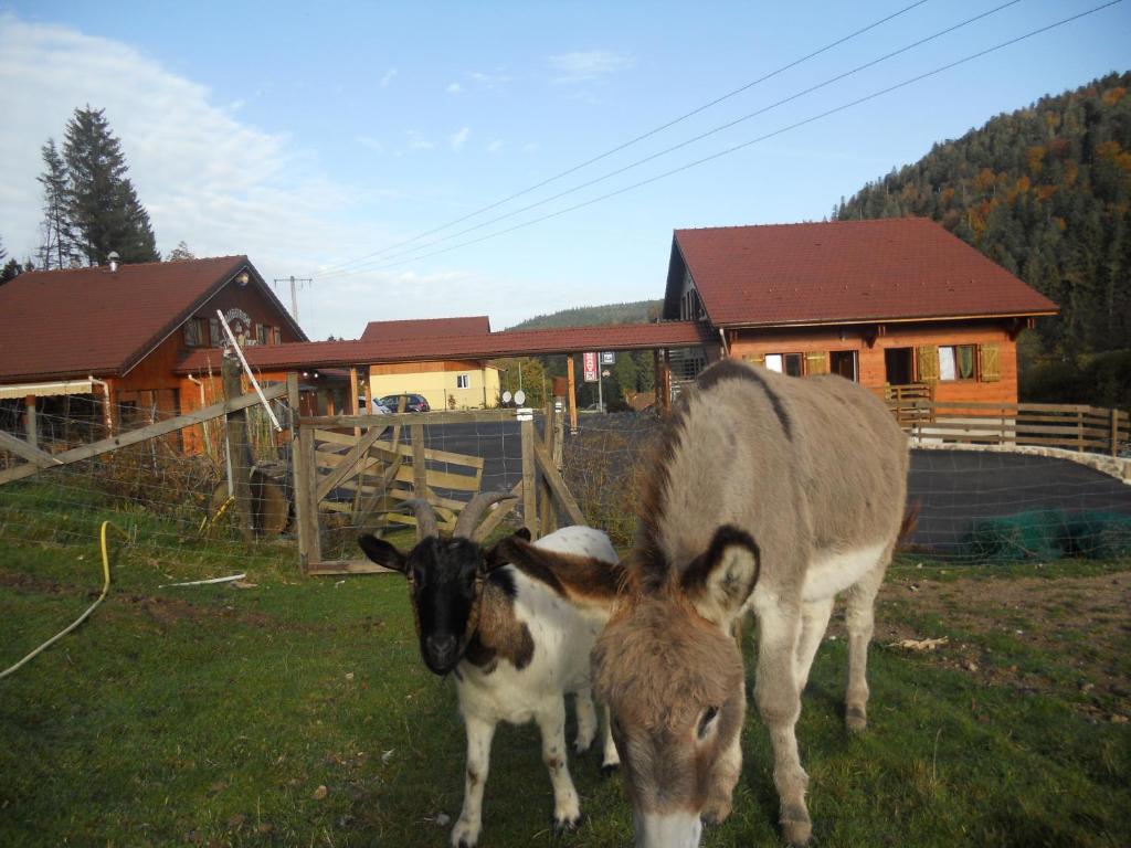克松吕-隆日梅跳至坦克酒店的一只驴和一只小山羊站在田野里