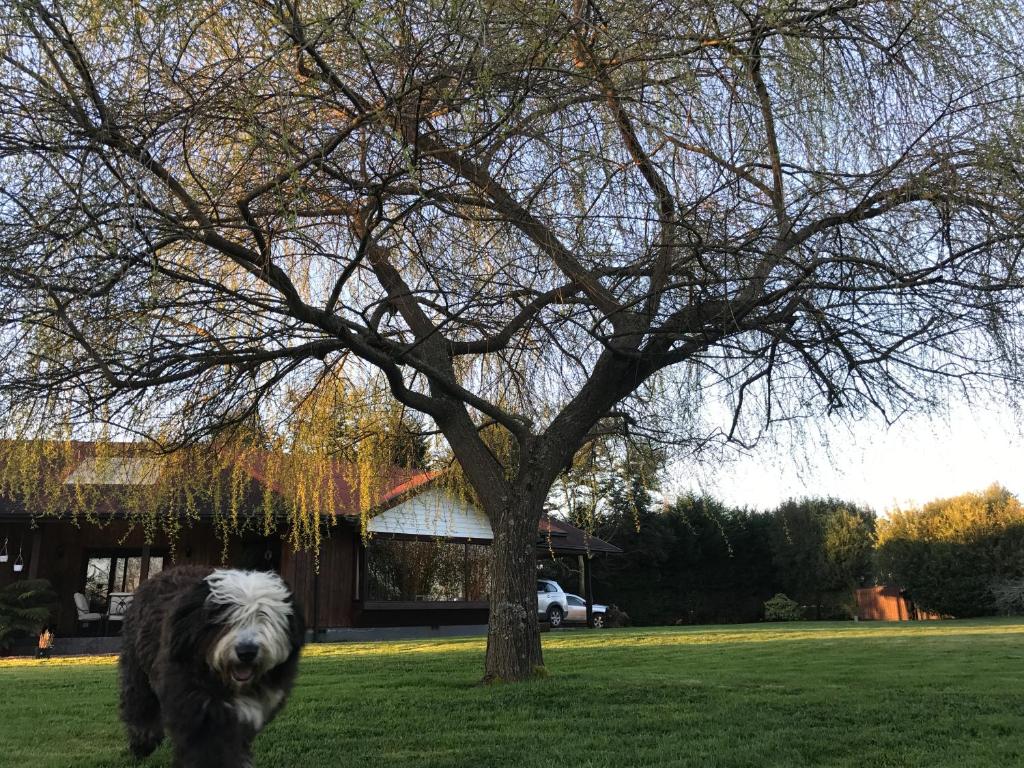 奥索尔诺Casa Los Notros的站在树旁的草地上的狗