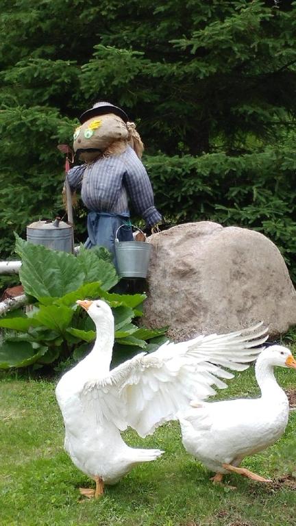 Saint-Félix-d'OtisHebergement Cerfs-Tifie fermette的两只白鸭站在草地上,鸟儿雕像