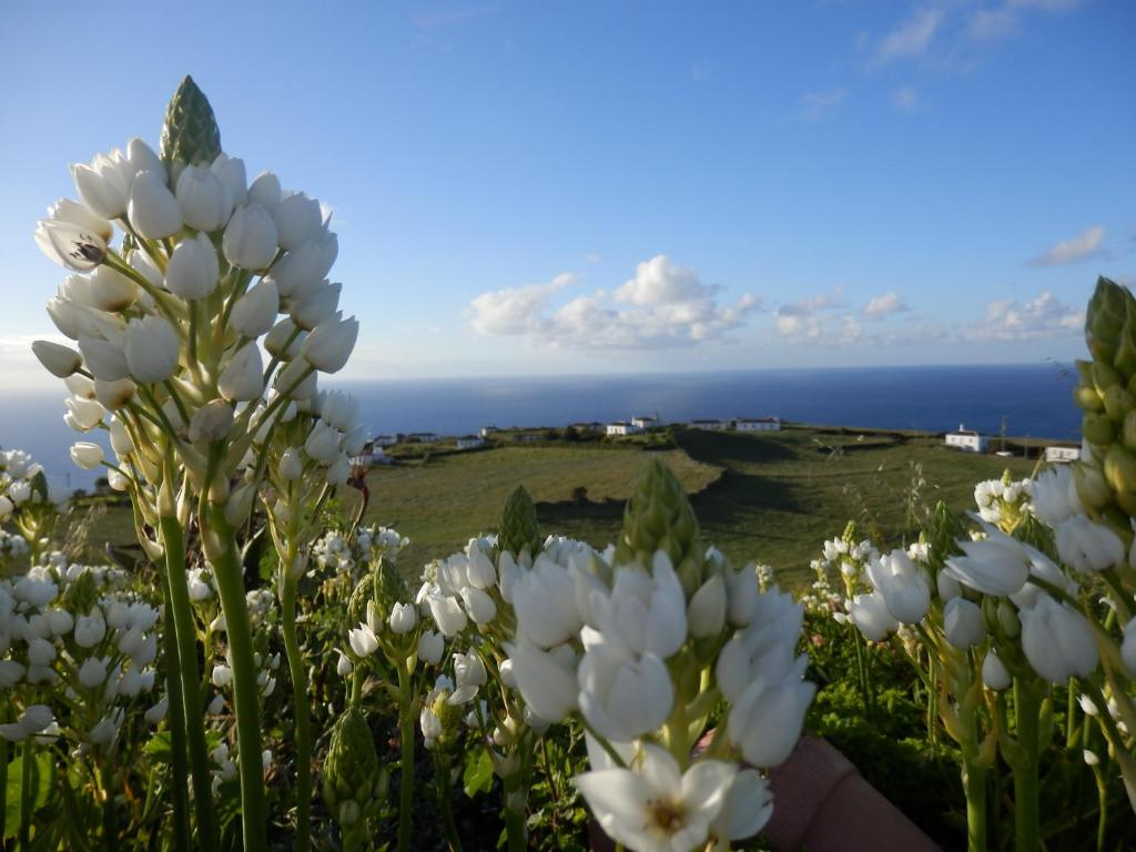 NorteCasa do Norte - Santa Maria的一片白花,背靠大海