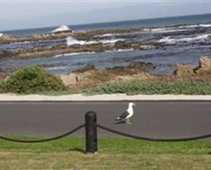 干斯拜Kormorant的鸟儿坐在靠近海洋的一条道路的一边