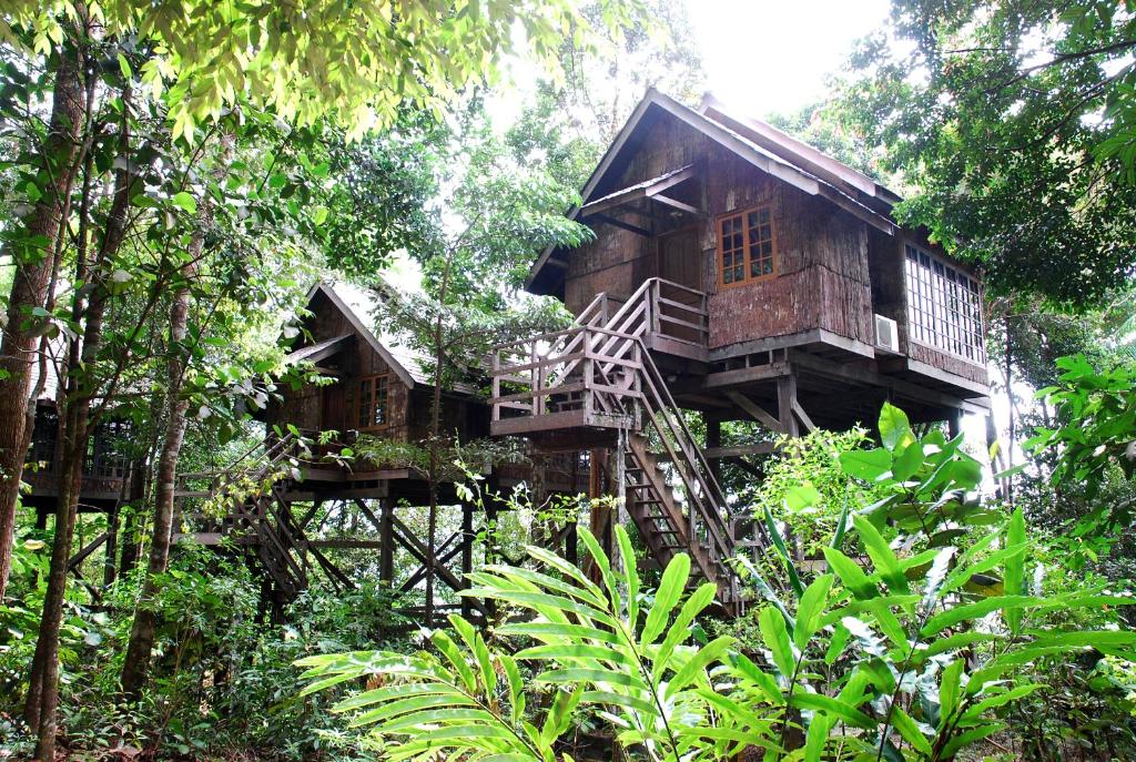 山都望珀麦雨林度假酒店的森林中的一个树屋