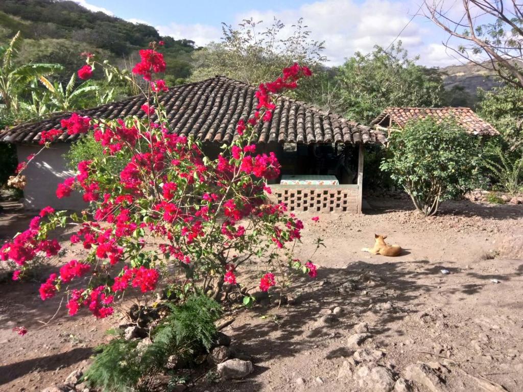 Los PotrerillosLa Ceibita Tours的一只狗躺在一座满是粉红色花朵的房子前面