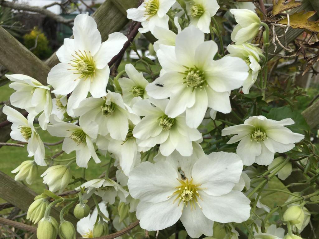 切尔滕纳姆Clematis House Gloucester Road的树上一束白色的花