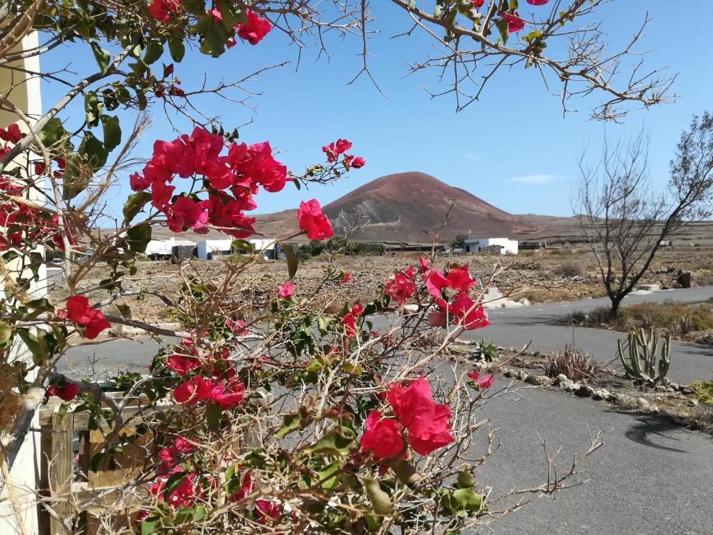 拉哈雷斯Casa Papi的红花丛,山底下