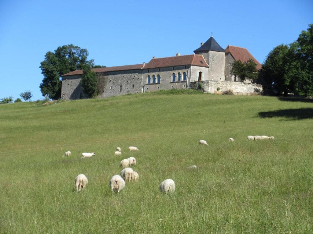 TourtoiracNature et Piscine au sommet du Périgord的一群羊在建筑物前的田野里放牧