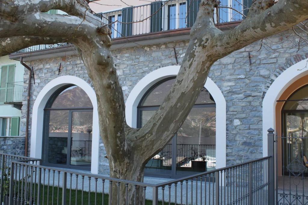 莱泽诺I Platani的窗户前的树